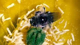 Squirter de pólen é atacado por explorador exótico