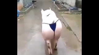 这是一些有趣的狗屎！