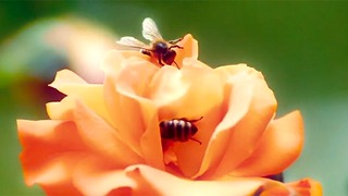 La primera abeja de la pareja casada Algunos