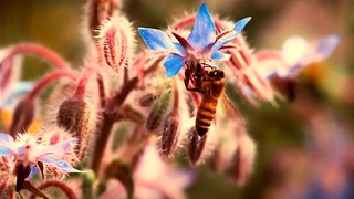 Mom Natural wordt geploegd door werknemer Bee