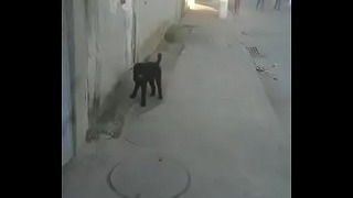 Doggy Style